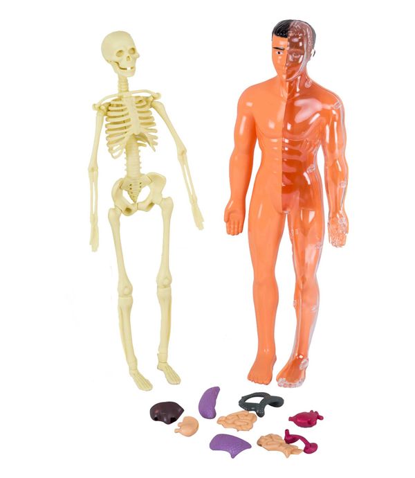 como armar el cuerpo humano